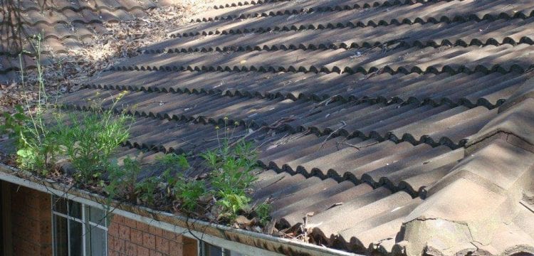 Your Gutter Health Matters