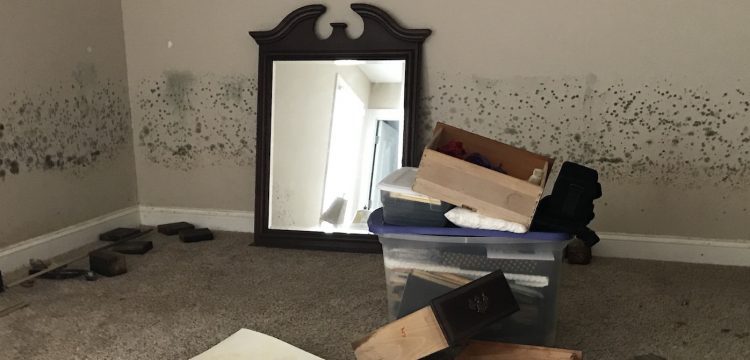 What’s the true cost of mould in your rental property? 