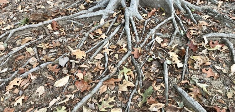 How to Prevent Tree Roots in Your Sewer Pipes